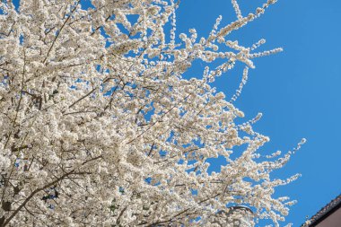 Ağaç dallarında açan çiçeklerle