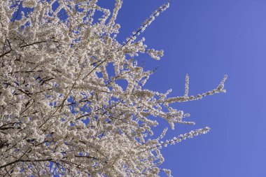 Ağaç dallarında açan çiçeklerle