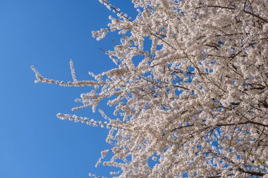 Ağaç dallarında açan çiçeklerle