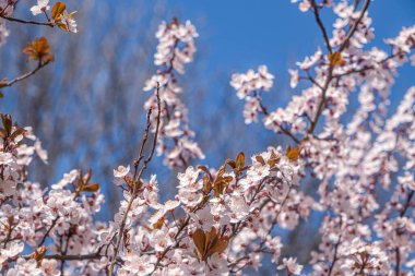 Ağaç dallarında açan çiçeklerle