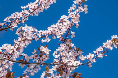 Ağaç dallarında açan çiçeklerle
