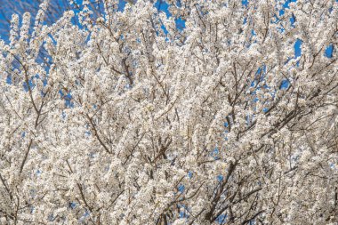Ağaç dallarında açan çiçeklerle