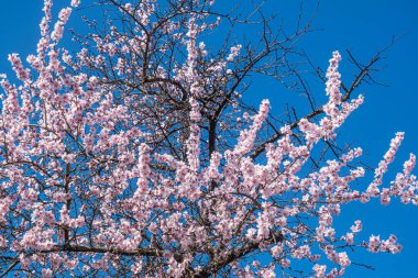 Ağaç dallarında açan çiçeklerle