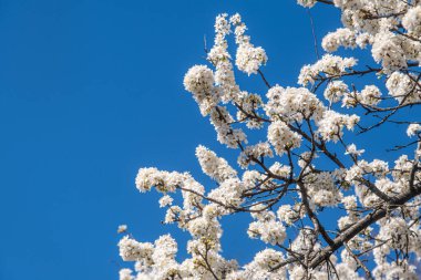 Ağaç dallarında açan çiçeklerle