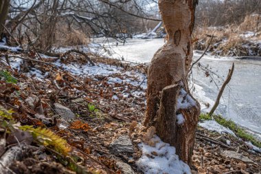 Nehir kıyısındaki ağaçlar, kunduzlar tarafından kemirilmiş.