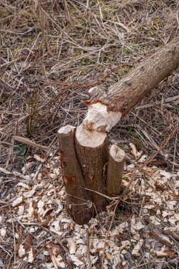 Nehir kıyısındaki ağaçlar, kunduzlar tarafından kemirilmiş.
