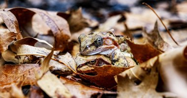 Sonbahar yapraklarında çiftleşen iki ortak kurbağa.