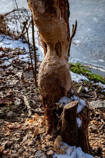 stock image trees by the river, gnawed by beavers