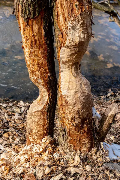 stock image trees by the river, gnawed by beavers