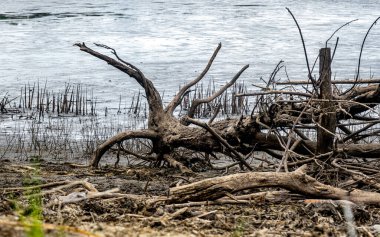 Kurumuş gölün kenarında kurumuş ağaçlar ve çeşitli çöpler var.
