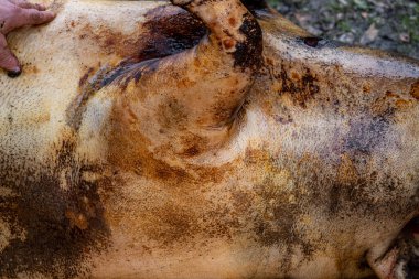 Doğrama, domuz kesme, Noel Tatili hazırlıkları, Romanya 'nın en önemli kış geleneklerinden biri de domuz kesimi.