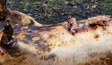 Preparation to cutting, Pork Slaughter, Christmas Holidays, One of the most important winter customs in Romanian villages is the pig slaughte clipart