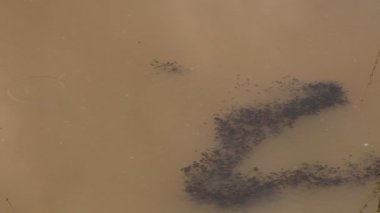 Romanya 'nın Sibiu kentinde bir kurbağa havuzunda yüzen Avrupa ortak kahverengi kurbağa Rana temporaria' dan yeni yumurtlamış.