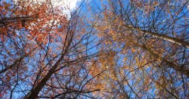 Mavi gökyüzünde hareket eden bulutlarla sonbahar ormanının dipteki görüntüsünün çarpıcı bir Dönen Kamerası.