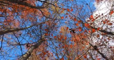 Mavi gökyüzünde hareket eden bulutlarla sonbahar ormanının dipteki görüntüsünün çarpıcı bir Dönen Kamerası.