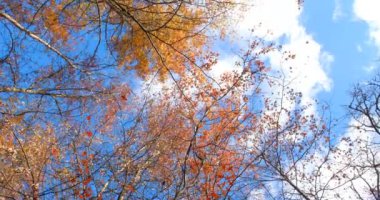 Mavi gökyüzünde hareket eden bulutlarla sonbahar ormanının dipteki görüntüsünün çarpıcı bir Dönen Kamerası.