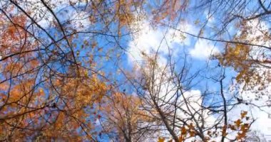 Mavi gökyüzünde hareket eden bulutlarla sonbahar ormanının dipteki görüntüsünün çarpıcı bir Dönen Kamerası.