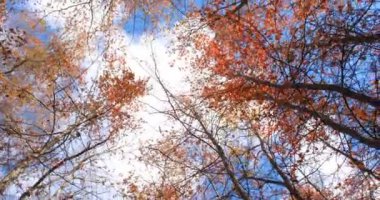 Mavi gökyüzünde hareket eden bulutlarla sonbahar ormanının dipteki görüntüsünün çarpıcı bir Dönen Kamerası.