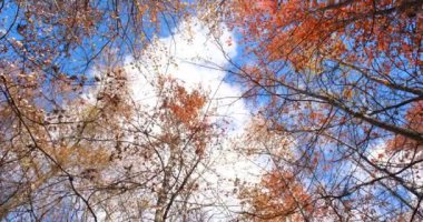 Mavi gökyüzünde hareket eden bulutlarla sonbahar ormanının dipteki görüntüsünün çarpıcı bir Dönen Kamerası.