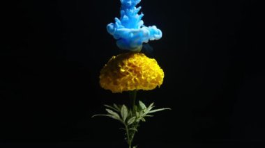 Blue colored ink drops in water on yellow chrysanthemum and form an abstract smoke pattern