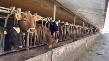 Group of cows at barn eating hay or fodder on dairy farm
