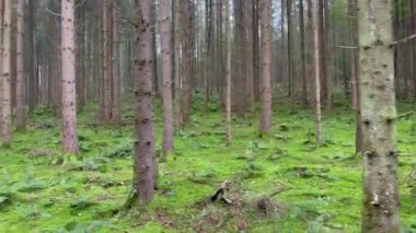 Scenic view of tree trunks on grassy hill in forest