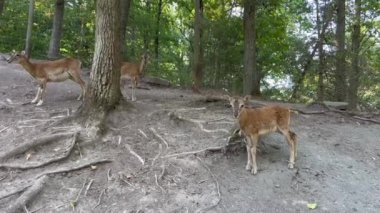 Three young deer on forest soil with tall trees 