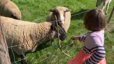 Cute little girl feeding sheep on grass field by fence