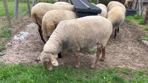 Flock Sheep Ear Tags Grazing Farmland Grass Field — Stok video