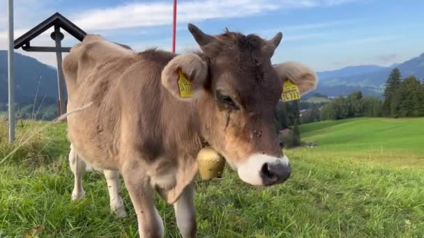 Ear Tags Flies Rural Agricultural Field — Stok video