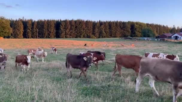 Αγέλη Αγελάδων Που Περπατούν Αγροτικό Γεωργικό Τομέα Δέντρα Στο Παρασκήνιο — Αρχείο Βίντεο