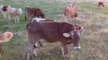 Herd of cow on rural agricultural field during sunset