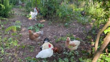 Group of hen in yard among green plants
