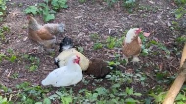 Group of hen grazing on ground in forest