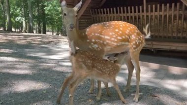 Baby deer drinking milk from its mother breast