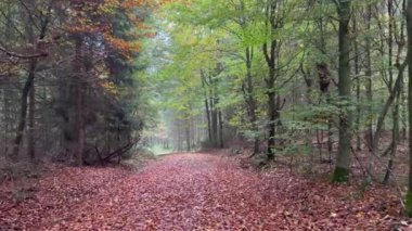 Scenic view of path covering dry leaves amidst trees in forest