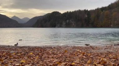 Mallard ducks and autumn leaves at lakeshore with trees and mountain in the background