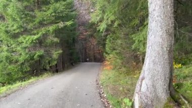 Brother and sister having fun together on road amidst trees in forest
