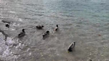Mallard ducks floating on the surface of water rippling lake