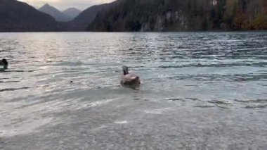 Mallard duck and mute swan floating on lake water surface with mountain in the background