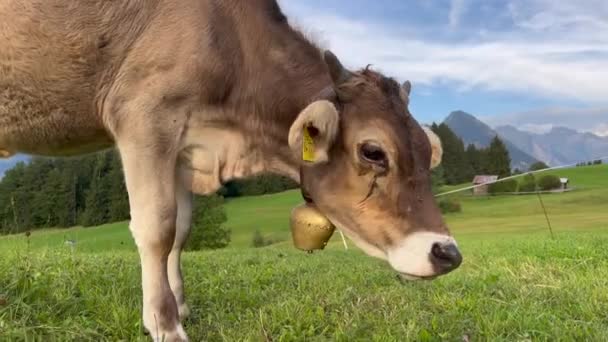 Bell Neck Ear Tags Grazing Grass Field — Stok video