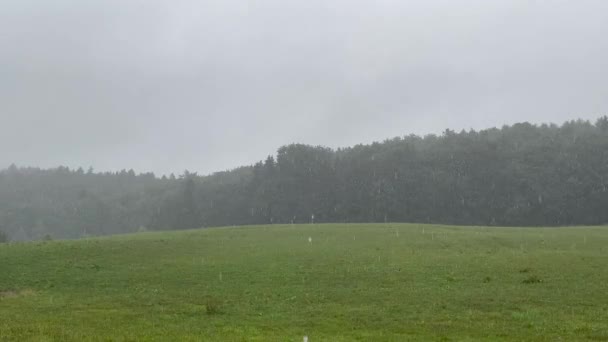 Rain Droplets Falling Green Grass Field Trees Forest — Wideo stockowe