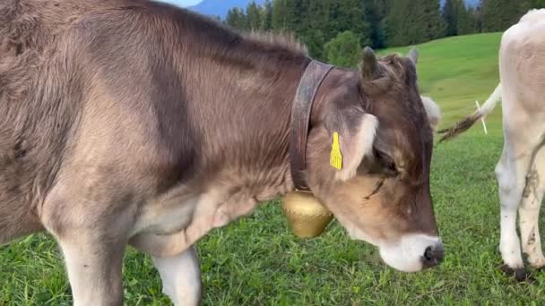 牛の首の周りの鐘や農業分野で放牧耳タグ — ストック動画