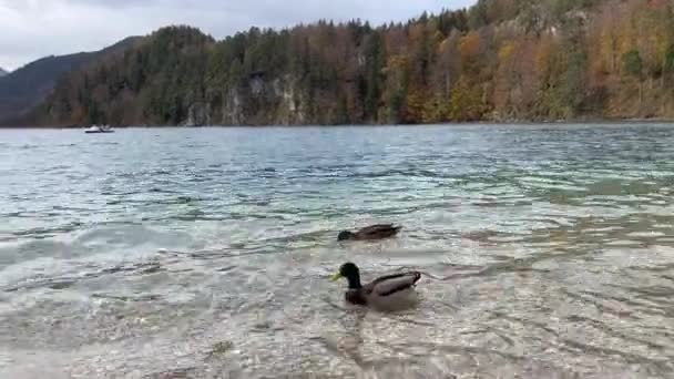湖面上有两只以小船为背景的野鸭 — 图库视频影像