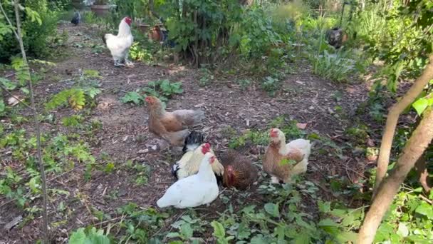 Group Hen Grazing Ground Forest — Stock video
