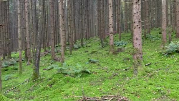 Scenic View Tree Trunks Grassy Hill Forest — Stock videók