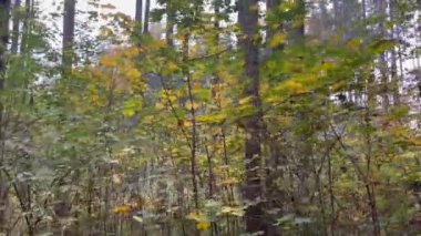 Leaves on branches amidst tree trunks in forest