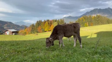 Cow grazing on rural grassy hill with mountain in background