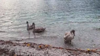 Mallard ducks at lakeshore with young mute swan walking out of water on autumn leaves