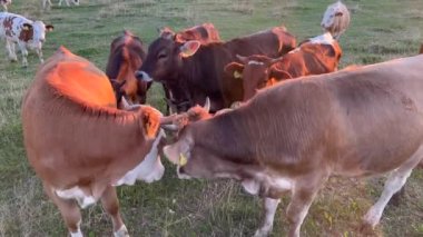 Herd of cow on rural agricultural field during sunset